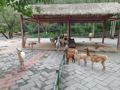 -贵州森林野生动物园