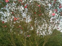 -瑶湖郊野森林公园