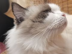 -楼上猫咖(罗湖店)
