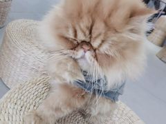 -Heymao猫咖.咖啡厅(东门店)