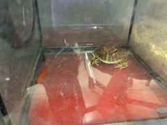 -钓仓鼠(洋桥北里小区店)