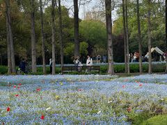-上海滨江森林公园