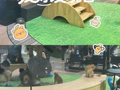 -爪爪喵星球·猫舍(卓悦中心店)