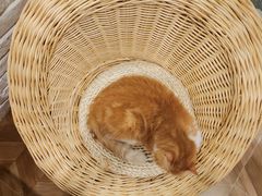 -猫色咖啡·猫咖