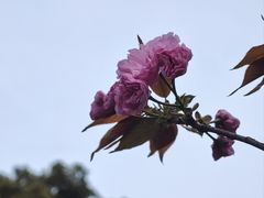 -高东镇樱花园