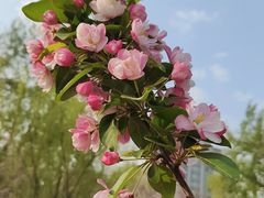 -海棠花溪(元大都城垣遗址公园)