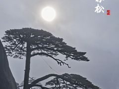 -合肥滨湖国家森林公园