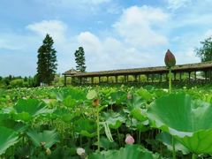 -池杉湖湿地公园