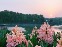 -上海鲜花港