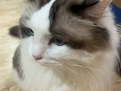 -白兔子密室(长寿路店)