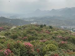 -贵州百里杜鹃风景名胜区