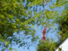 -广州神农草堂中医药博物馆