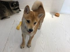 -浣熊柯尔鸭土拨鼠·电玩咖