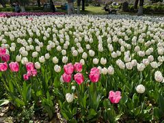 -上海鲜花港