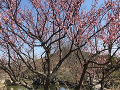 -林屋梅海青梅保护基地