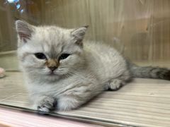 -屋虎猫馆(宝安大仟里店)