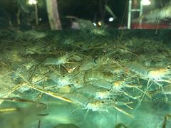 -全乐鱼馆·淳牌有机鱼直营店