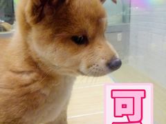-华馨园北京烤鸭