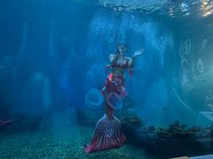 -海棠湾洲际-涛·海底餐厅·美人鱼·自助餐·海底隧道