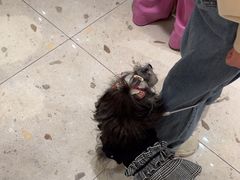 -FAELING PETS美天灵宠物(合生汇店)