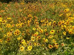 -永定河休闲森林公园