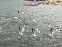 -青海湖国家重点风景名胜区