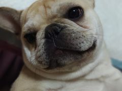 -成都民大动物医院