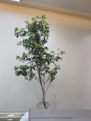 点击看大图 -十六番发型师事务所