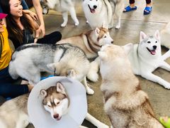 -TrueLove @ Neverland (Husky Cafe)