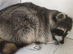 -浣熊柯尔鸭土拨鼠·电玩咖