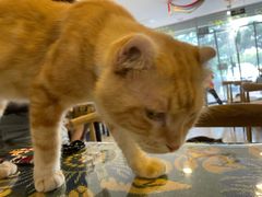 -平行世界·猫咖(首经贸店)