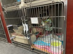 -宠爱国际动物医院· 猫科· 外科·中兽医(长白店)