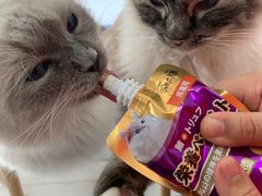 -喵的天空名猫咖啡馆·撸猫·猫舍·用品