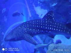 -成都浩海立方海洋公园