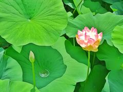 -莲花池公园