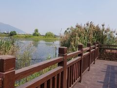 -芒洲湿地公园