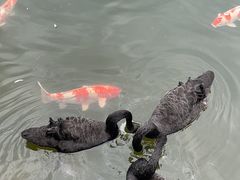 -茵特拉根酒店·西餐厅