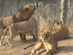 -北京野生动物园