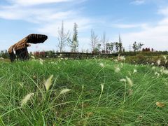 -白鹭湾湿地公园