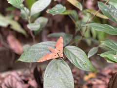 -武吉知马自然保护区