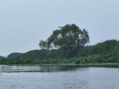 -白洋淀景区
