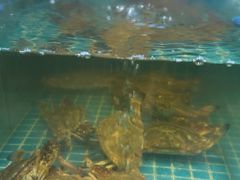 -妈妈菜舟山海鲜(定海古城店)