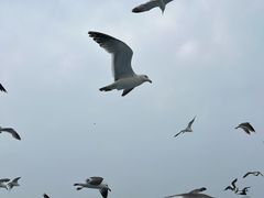 -海驴岛(荣成市)
