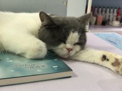 -喵的天空名猫咖啡馆·撸猫·猫舍·用品