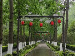 -合肥滨湖国家森林公园