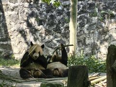 -都江堰中华大熊猫苑