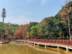-番禺大夫山森林公园