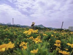 -光明小镇欢乐田园