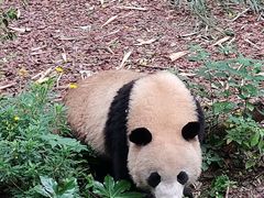 -成都大熊猫繁育研究基地
