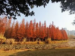 -艾溪湖湿地公园